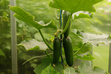 Organic cucumbers growing on vine in a greenhouse.  Healthy plants and ripe produce.