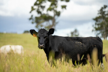 wagyu angus cows Mixed Herd of Healthy Beef Cattle Grazing on Lush Green Pasture. Regenerative...