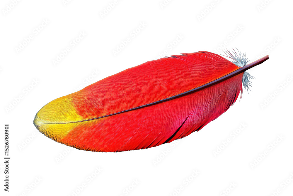 Poster A vibrant red and yellow bird feather, isolated on a transparent background, showcasing intricate detail and texture. background removed