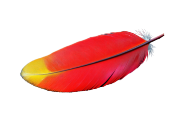 A vibrant red and yellow bird feather, isolated on a transparent background, showcasing intricate detail and texture. background removed