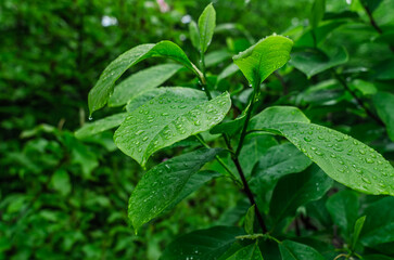 Magnolia branch with raindrops on blurred background. Selective focus. Spring screensaver. Growing magnolia in gardening.