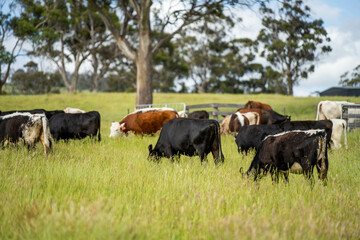 wagyu angus cows Mixed Herd of Healthy Beef Cattle Grazing on Lush Green Pasture. Regenerative Sustainable Australian Agriculture, Responsible Livestock Farming, and Natural Environment in Australia