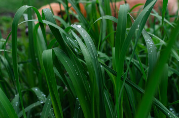 Green grass close-up with raindrops. Big dog sleeping behind the grass, blurred background. Stray animal problem.
