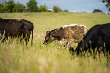 wagyu angus cows Mixed Herd of Healthy Beef Cattle Grazing on Lush Green Pasture. Regenerative...