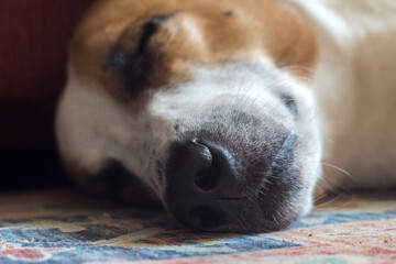 Close-up of a sleeping dog's face. The dog lies on the carpet with its eyes closed. The black nose and part of the face with brown and white fur are visible. The setting creates an atmosphere of peace