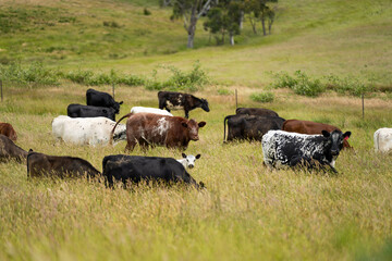 wagyu angus cows Mixed Herd of Healthy Beef Cattle Grazing on Lush Green Pasture. Regenerative...
