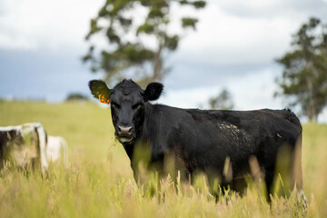 wagyu angus cows Mixed Herd of Healthy Beef Cattle Grazing on Lush Green Pasture. Regenerative...
