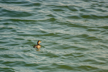 Common Pochard Duck Floating on Water at Rann of Kutch Lake in Gujarat
