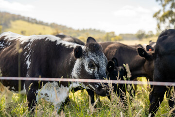 wagyu angus cows Mixed Herd of Healthy Beef Cattle Grazing on Lush Green Pasture. Regenerative...