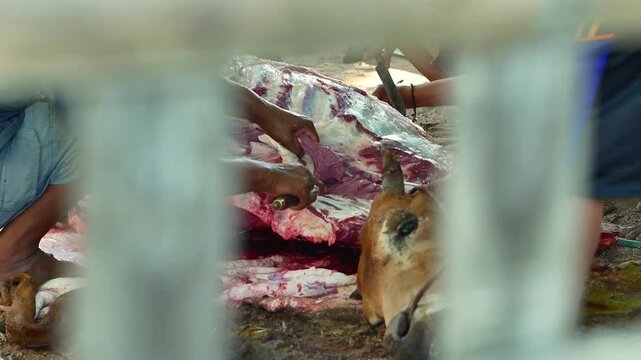 The process of sorting the skins of sacrificial cows carried out by several Islamic congregations on the Eid al-Adha holiday at the slaughterhouse.