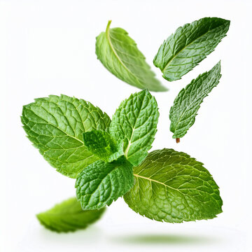 Fresh Mint Leaves in a Realistic Style