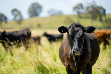 herd of cows in a field grazing on green lush pasture. Expansive Australian Farm Landscape with a dam, Trees, and Distant Grazing Livestock. Rural Agriculture and Sustainable Land Management australia