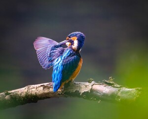 Kingfisher displaying vibrant plumage on a branch.