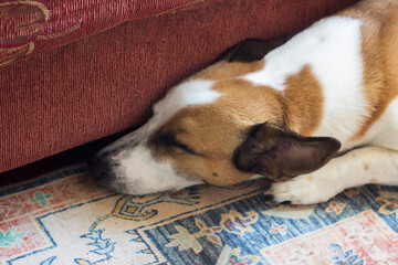 A sleeping dog with short brown and white fur. It lies on a patterned carpet next to a sofa or chair. The dog looks calm, with its head under the piece of furniture.