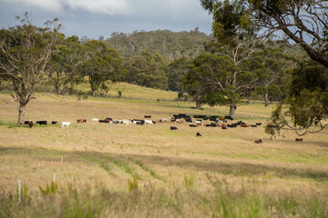 wagyu angus cows Mixed Herd of Healthy Beef Cattle Grazing on Lush Green Pasture. Regenerative...