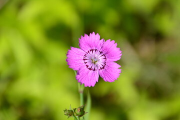 Close-up of a Vibrant Pink Carnation in Full Bloom