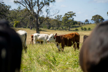 wagyu angus cows Mixed Herd of Healthy Beef Cattle Grazing on Lush Green Pasture. Regenerative Sustainable Australian Agriculture, Responsible Livestock Farming, and Natural Environment in Australia