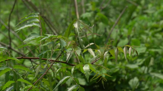 Evergreen Azadirachta indica tree with serrated compound leaves; drought‑tolerant, medicinal, insecticidal; oil, leaves, bark widely used in traditional medicine.