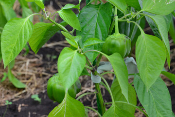green bell peppers growing on a plant in a garden