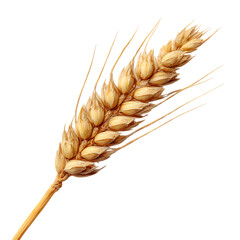 Wheat Ear CloseUp of Ripe Golden Grain isolated on transparent background