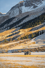 An off-road vehicle drives across a snowy field with golden grasses, surrounded by towering...