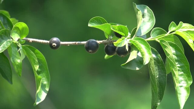 Alangium salvifolium, or Ankolam, is a medicinal tree with fragrant flowers, thorny branches, and fruits used in traditional Ayurvedic remedies.