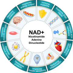 NAD and Aging process