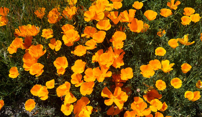 California poppies or Eschscholzia californica bright orange yellow flowers blooming in Arafo, Tenerife,Canary Islands,Spain.