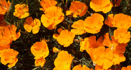 Close up of California poppies or Eschscholzia californica orange yellow flowers blooming in Arafo, Tenerife,Canary Islands,Spain.