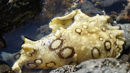 Aplysia dactylomela or Spotted sea hare big slug in the tidal pools in Tenerife,Canary Islands,Spain.
Selecive focus.