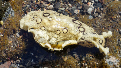 Aplysia dactylomela or Spotted sea hare big slug in the tidal pools in Tenerife,Canary Islands,Spain.
Selecive focus.