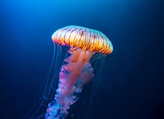Qualle im Meer