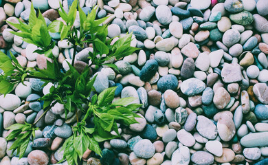 Vintage Style Image of Live Twigs with Young Green Leaves On A Sea Stones at a Side of Image with Copy Space 
