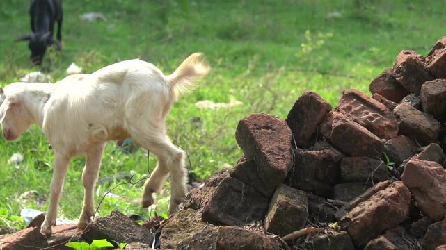 Goats are hardy, agile animals known for climbing, providing milk, meat, and fiber, and adapting well to various environments.