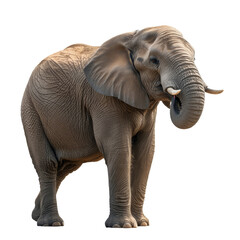 Fototapeta premium Majestic elephant standing proudly in a serene landscape