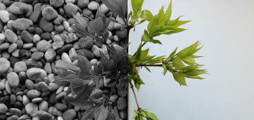 Bunch of young tree shoots with soft leaves stands on the border between a white background and monochrome stones surface 
