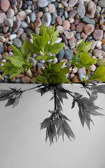 Part filled with smooth rocks and live shoots of a young plant above them divided by colors on grayscale and colorful parts  
