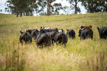 wagyu angus cows Mixed Herd of Healthy Beef Cattle Grazing on Lush Green Pasture. Regenerative...