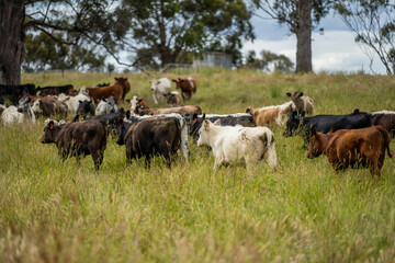 wagyu angus cows Mixed Herd of Healthy Beef Cattle Grazing on Lush Green Pasture. Regenerative Sustainable Australian Agriculture, Responsible Livestock Farming, and Natural Environment in Australia