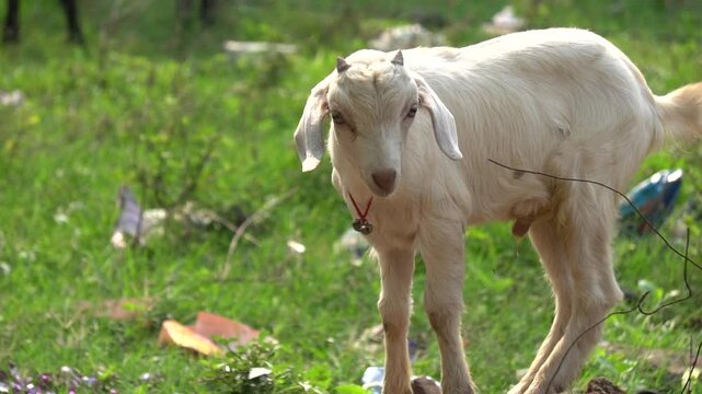 Goats are hardy, agile animals known for climbing, providing milk, meat, and fiber, and adapting well to various environments.