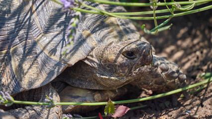 Tortoise rest among flowers in a garden during daylight