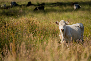 Obraz premium wagyu angus cows Mixed Herd of Healthy Beef Cattle Grazing on Lush Green Pasture. Regenerative Sustainable Australian Agriculture, Responsible Livestock Farming, and Natural Environment in Australia