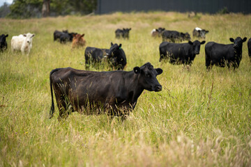 wagyu angus cows Mixed Herd of Healthy Beef Cattle Grazing on Lush Green Pasture. Regenerative Sustainable Australian Agriculture, Responsible Livestock Farming, and Natural Environment in Australia