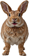 A rabbit in a close-up pose on a transparent background, showcasing detailed fur, expressive eyes, and large ears.