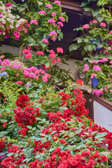 A Cordoban patio adorned with flowers in spring