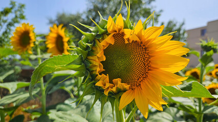 Fototapety na wymiar - Fototapeta24.pl