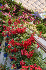 A Cordoban patio adorned with flowers in spring