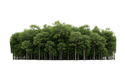 Fototapeta premium A dense stand of healthy green deciduous trees forming a forest edge or isolated grove, on a transparent background