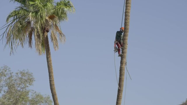 This video shows a side view of a tree trimmer climbing down from a tall palm tree with a blue sky in the background. 