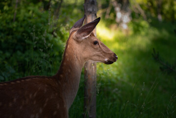 The photo shows a young roe deer in profile against a green forest background. Its ears are alert, and it looks calm. Soft light falls on its face, highlighting the fur's details.